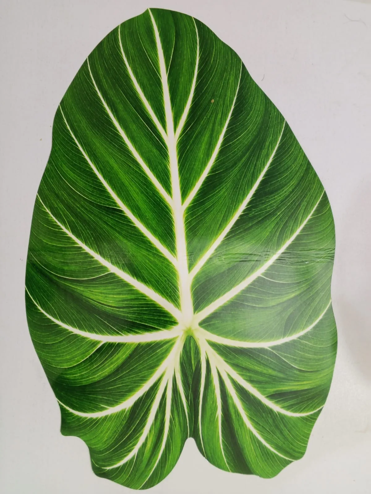 কচু পাতা দস্তরখানা | Dining Table Mat 6 Pcs 4